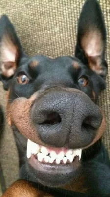 Mua Xương Mài Răng Chó Khu Vực Hà Nội