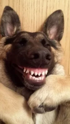 Mua Xương Mài Răng Chó Khu Vực Hà Nội